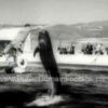 Bubbles the Whale Newsreel