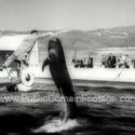 Bubbles the Whale Newsreel