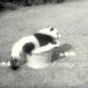 Chi Chi the Giant Panda from Red China at Frankfort Zoo Newsreel