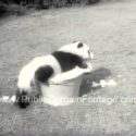 Chi Chi the Giant Panda from Red China at Frankfort Zoo Newsreel