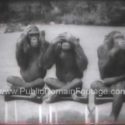 Chimps Hear No Evil See No Evil Speak No Evil