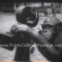 Chimps Filming