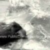 Mom and Baby Beaver Swimming Newsreel