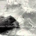 Mom and Baby Beaver Swimming Newsreel