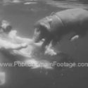 Swimming Pig