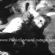 Benito Mussolini Killed